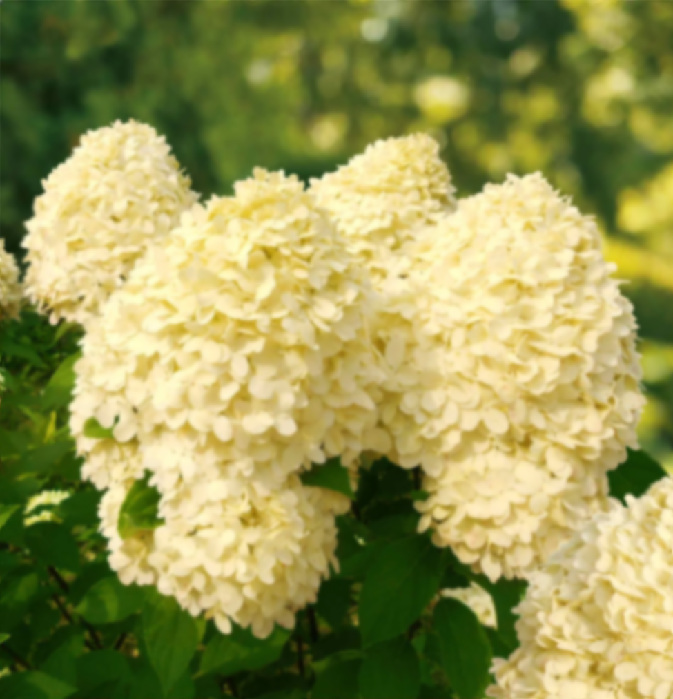 Гортензия метельчатая Литтл Коттон Крим